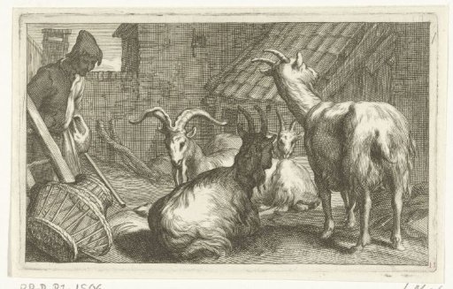 Goats on a farmyard
