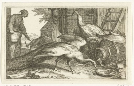 Peacocks on a farmyard