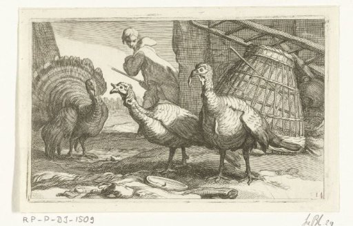 Turkeys