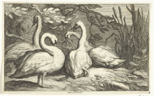 Four swans