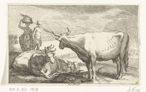Cows