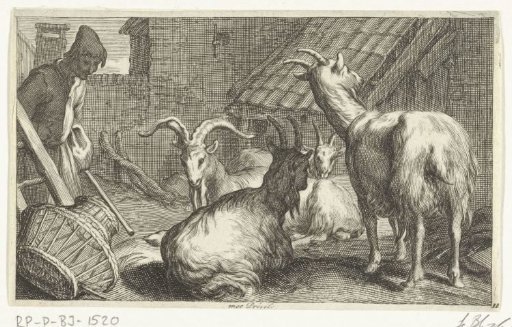 Goats on a farmyard