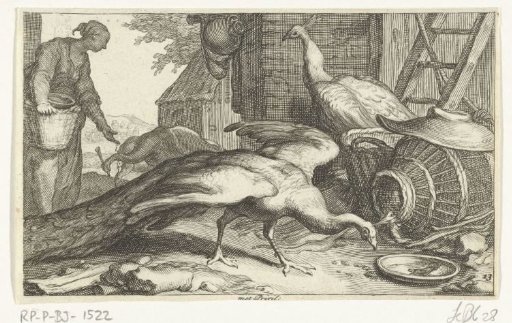 Peacocks on a farmyard