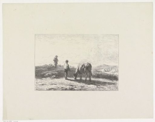 Boy with a grazing cow on a lead in the field