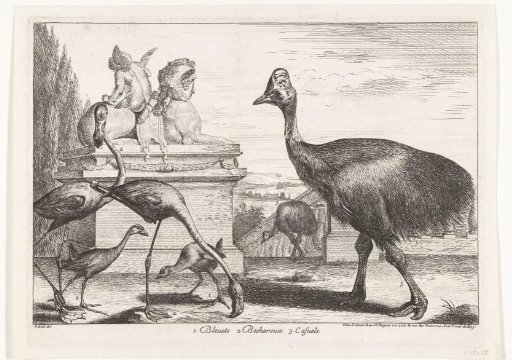 Cassowaries, purple coot and flamingos