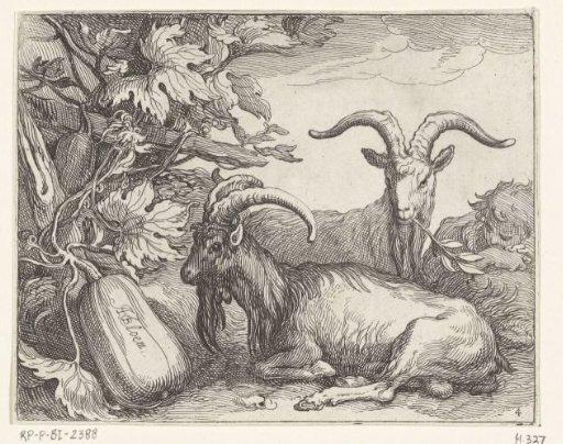 Goats and calabash
