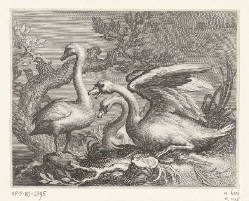 Swans