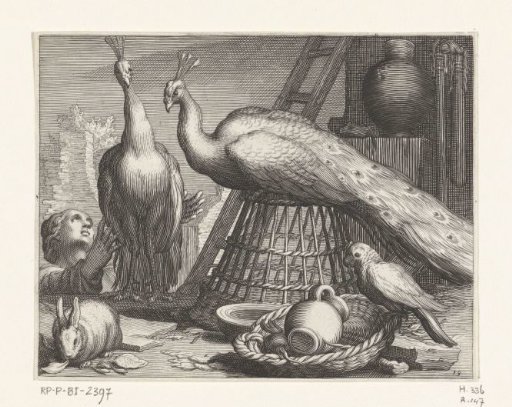 Peacocks