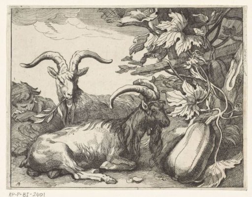 Goats and calabash