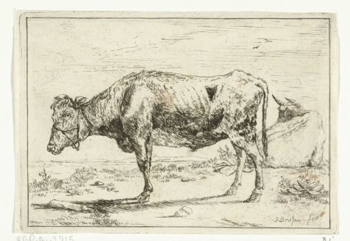 Cow with halter