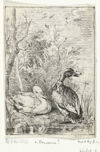 Pair of ducks