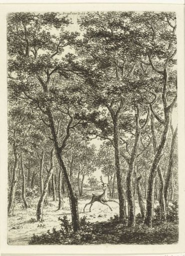 Forest landscape with stag