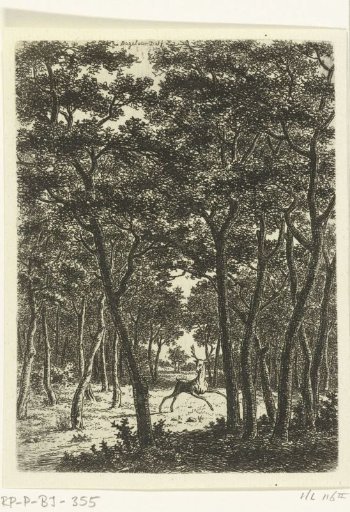 Forest landscape with stag