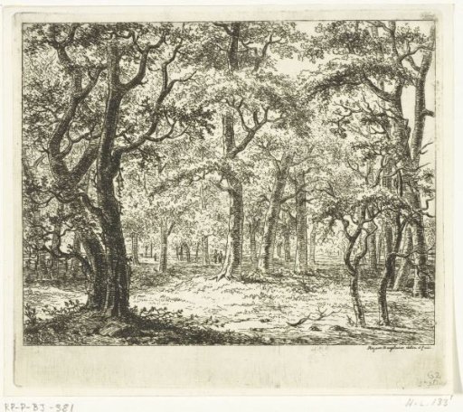 Clearing in the forest