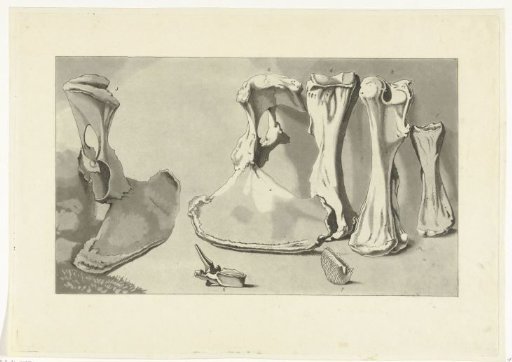 Bones washed ashore