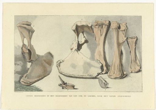 Bones washed ashore