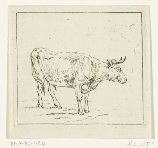 Bull Standing, Facing Right