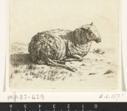 Recumbent sheep