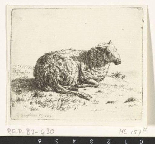 Recumbent sheep