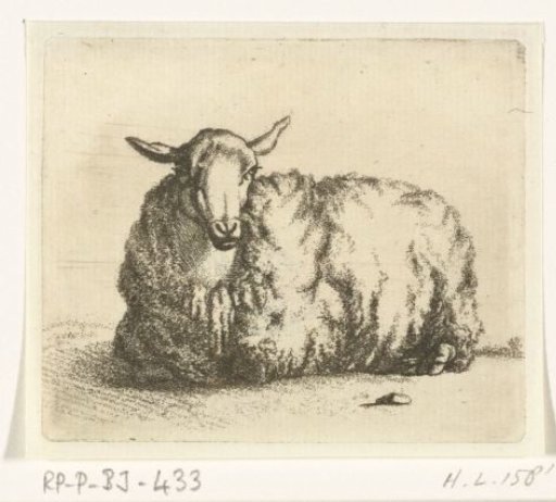 Recumbent sheep, front view