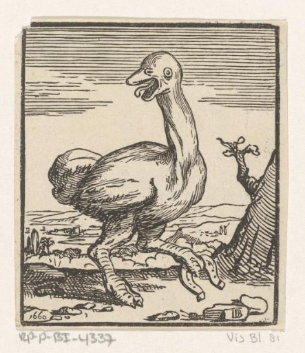 Ostrich