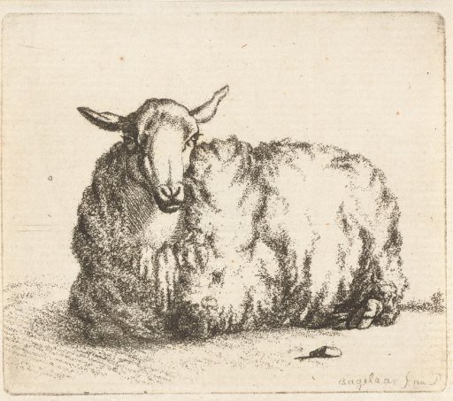Sheep Lying Down, Front View
