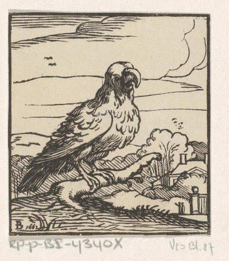 Bird of prey