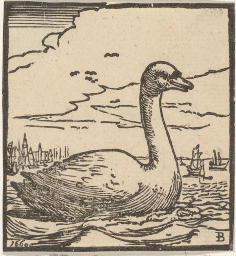 Swimming swan