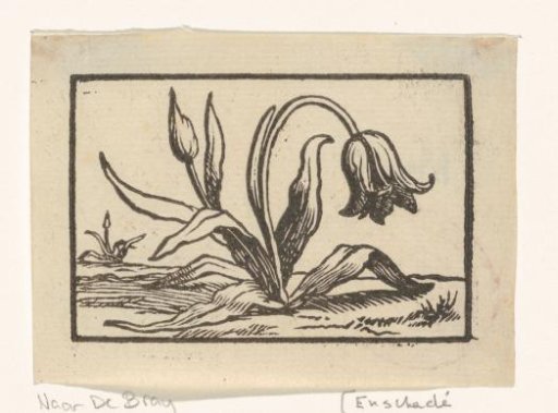 Tulip in bloom