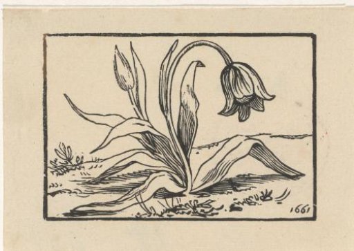 Tulip in bloom