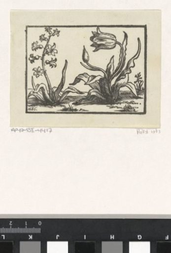 Hyacinth and a tulip