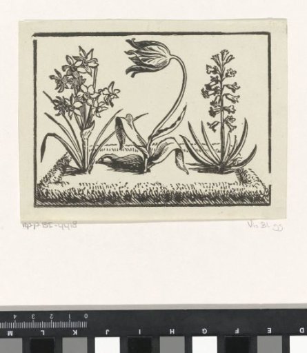 Small garden with a tulip, a narcissus and a hyacinth