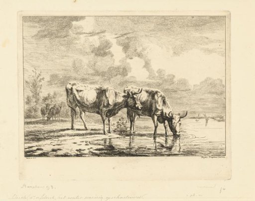 Two bulls and two sheep by the water