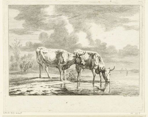 Two bulls and two sheep by the water