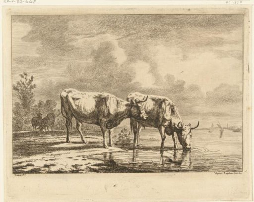 Two bulls and two sheep by the water