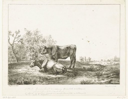 A bull and a cow in a meadow