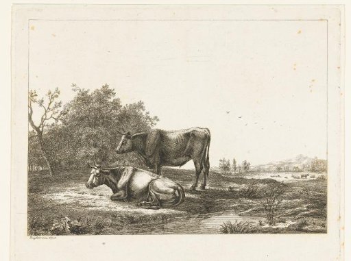 A bull and a cow in a meadow