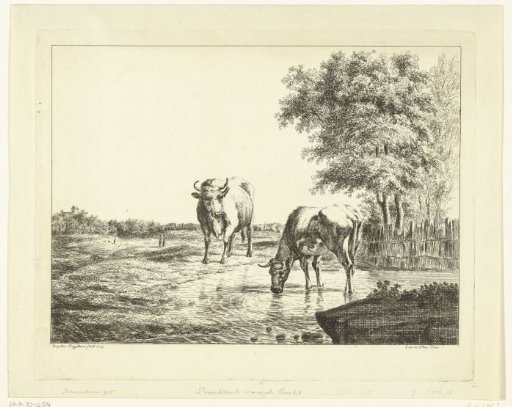 Two cows in a pool