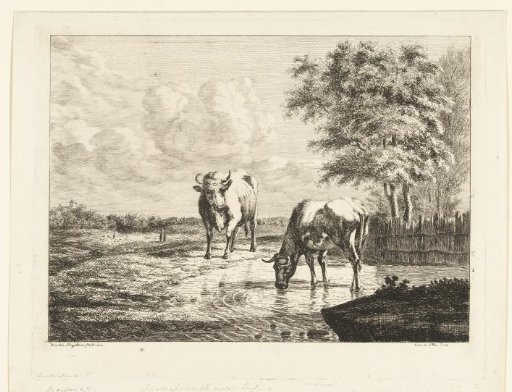Two cows in a pool