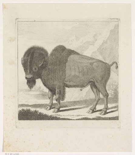 Bison