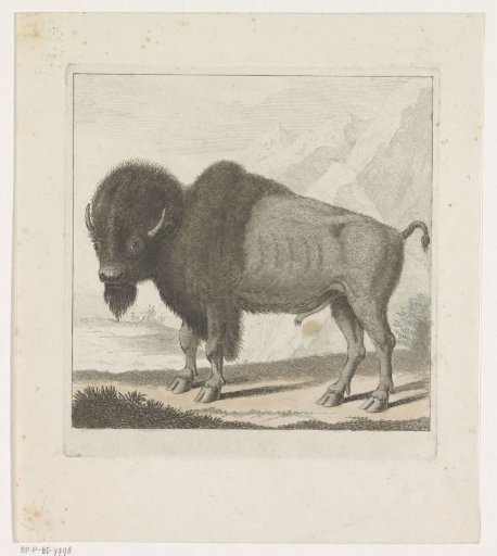 Bison