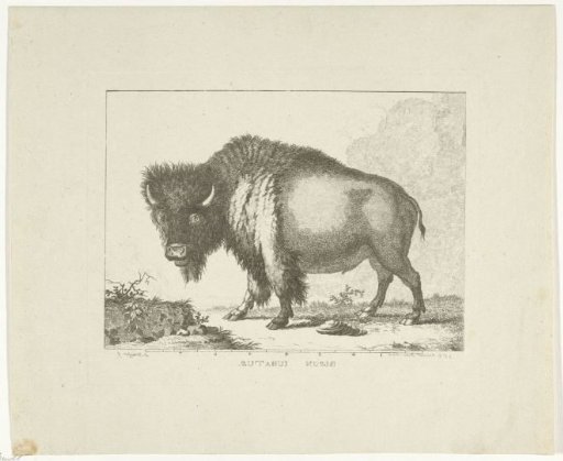 Bison