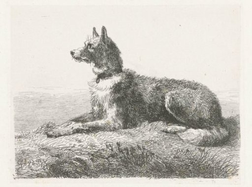 Shepherd Dog