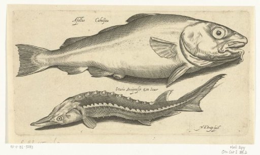Cod and sturgeon