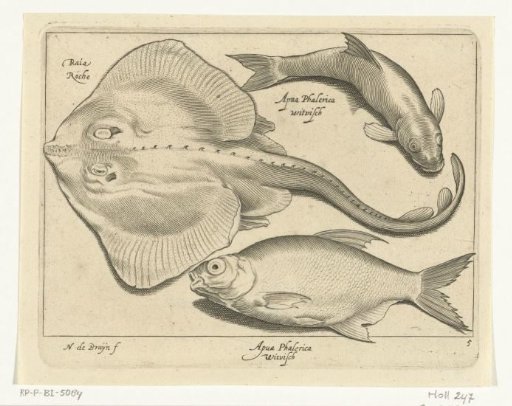 Ray, bream and white fish