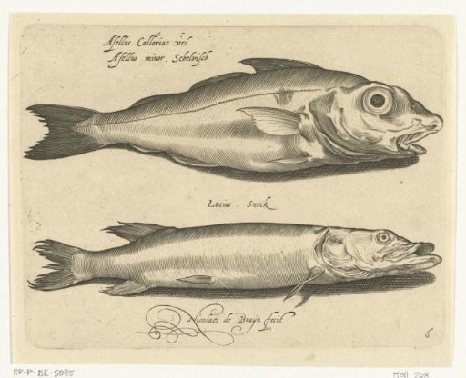 Hake and pike