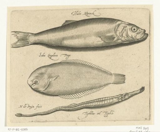 Herring, sole and pipefish