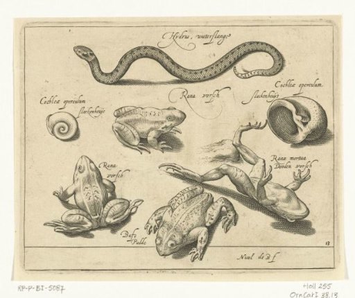Water snake, frogs and toads