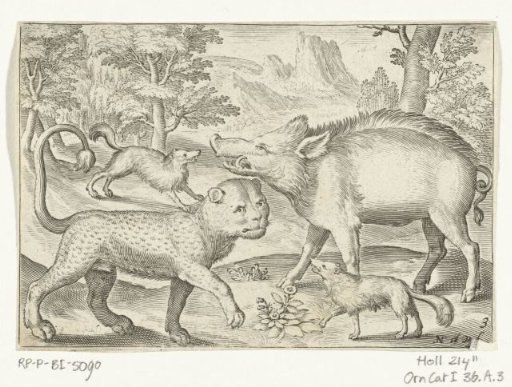 Leopard, wild boar and dogs