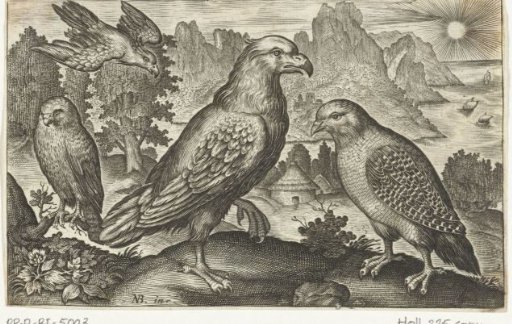 Eagle and other birds of prey